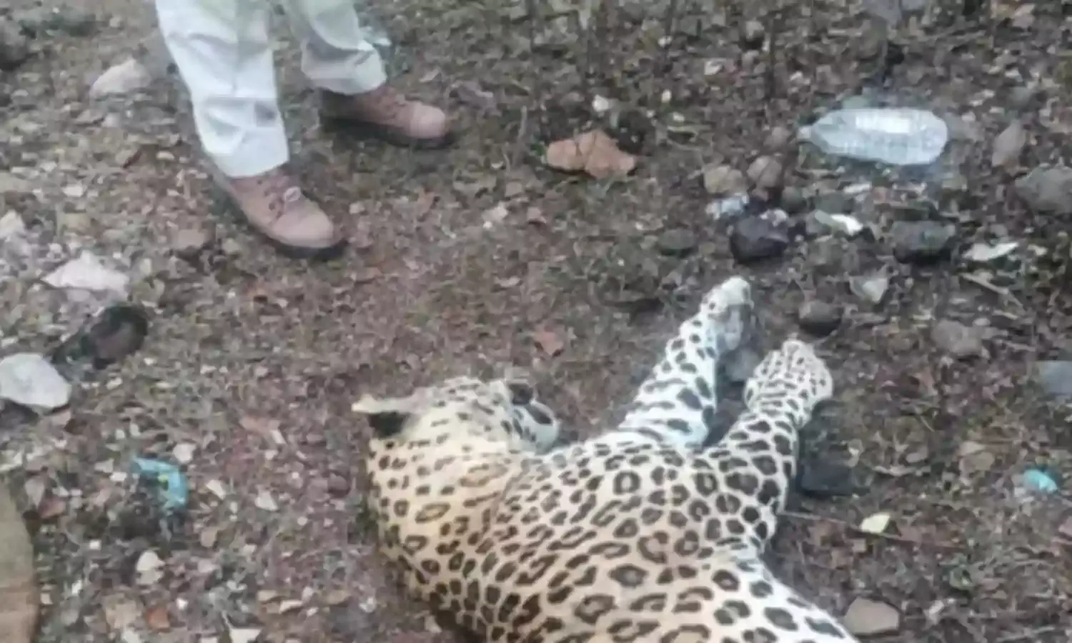 वाहन की टक्‍कर से सड़क पार करते हुए नर तेंदुए की मौत