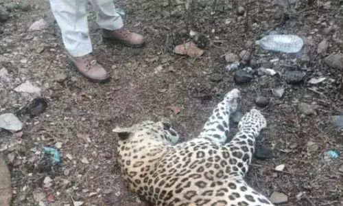 वाहन की टक्‍कर से सड़क पार करते हुए नर तेंदुए की मौत