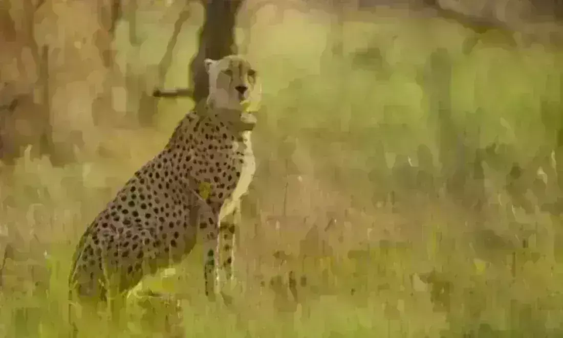 कूनो में नामीबिया से लाये गए चीते शौर्य की मौत, अब तक 10 ने तोड़ा दम