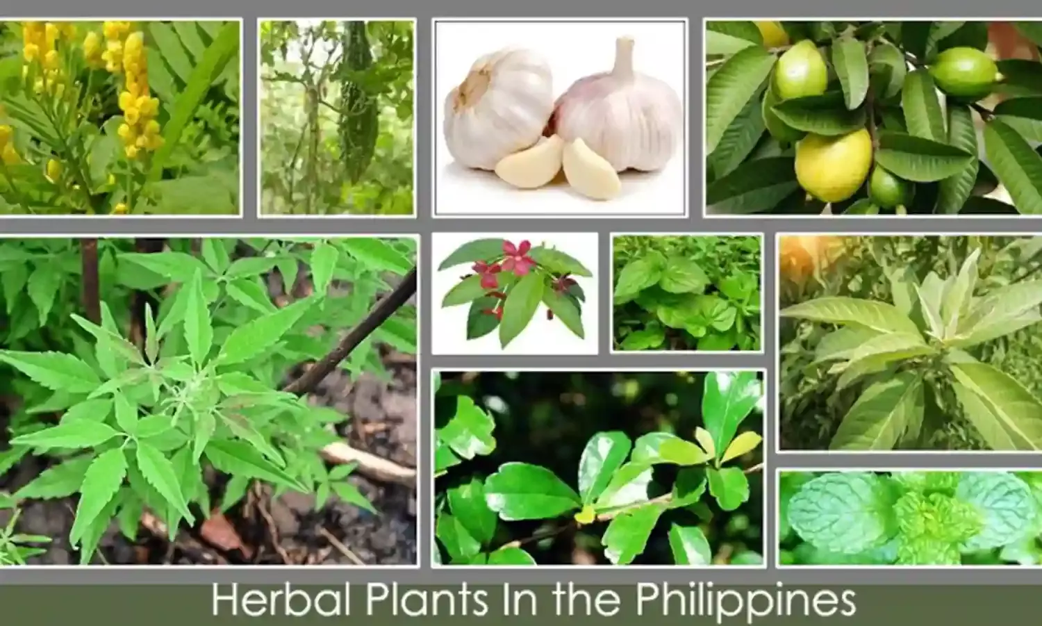 सुपरफूड चाइव्स: जानिए इस बल्बनुमा पौधे के ये 5 फायदे सुपरफूड चाइव्स: जानिए इस बल्बनुमा पौधे के ये 5 फायदे