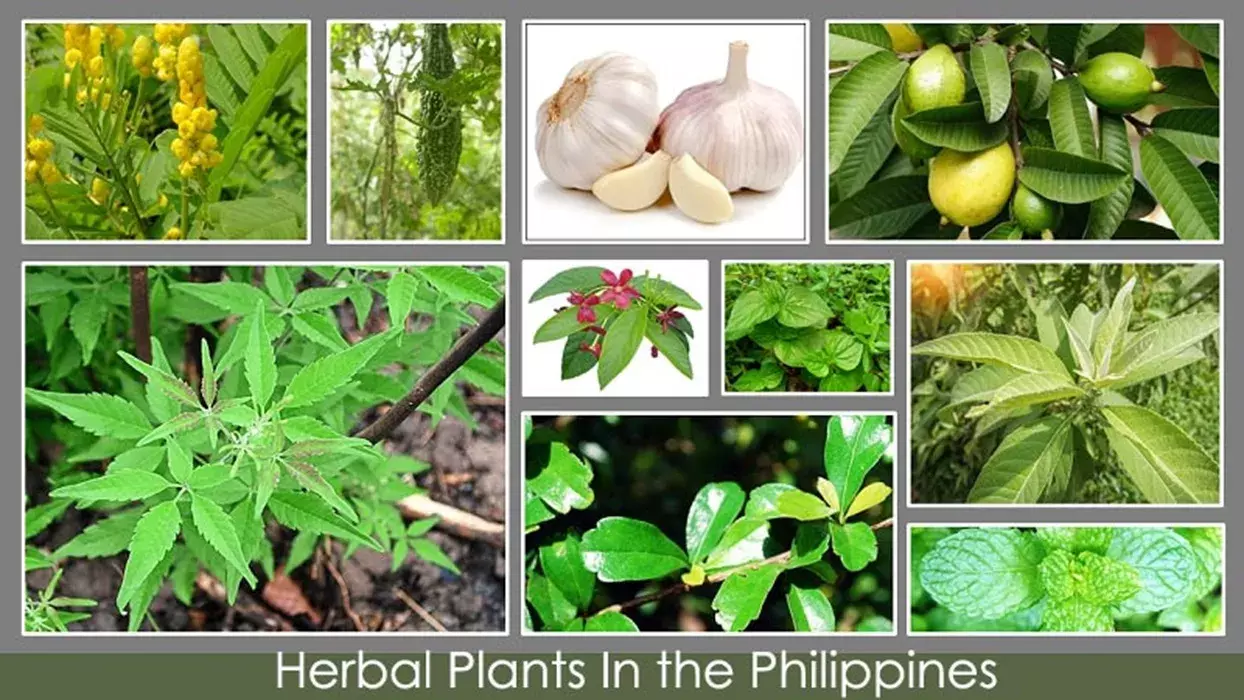 सुपरफूड चाइव्स: जानिए इस बल्बनुमा पौधे के ये 5 फायदे