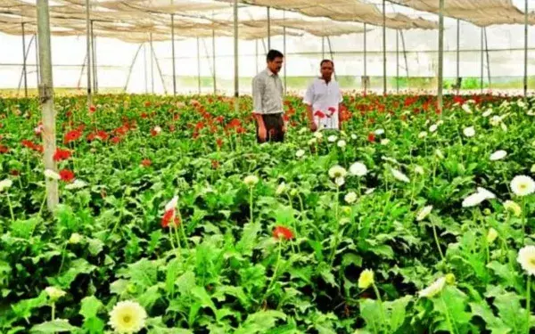 बागवानी उत्पादन 355.25 मिलियन टन होने का अनुमान बागवानी उत्पादन 355.25 मिलियन टन होने का अनुमान