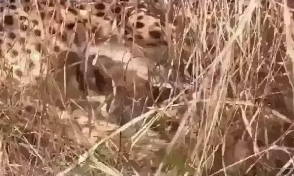 कूनो में बढ़ा चीतों का कुनबा, ज्वाला ने तीन शावकों को दिया जन्म