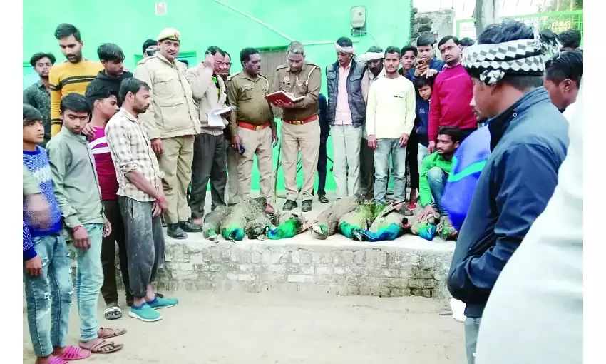 मोड़कला में राष्ट्रीय पक्षी सात मोरों की मौत, दो घायल