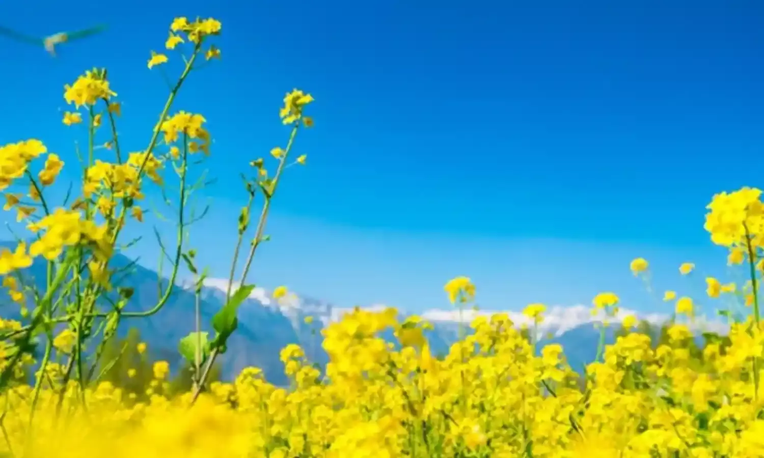 आओ वसंत...लहको, महको और महकाओ दिग्दिगंत