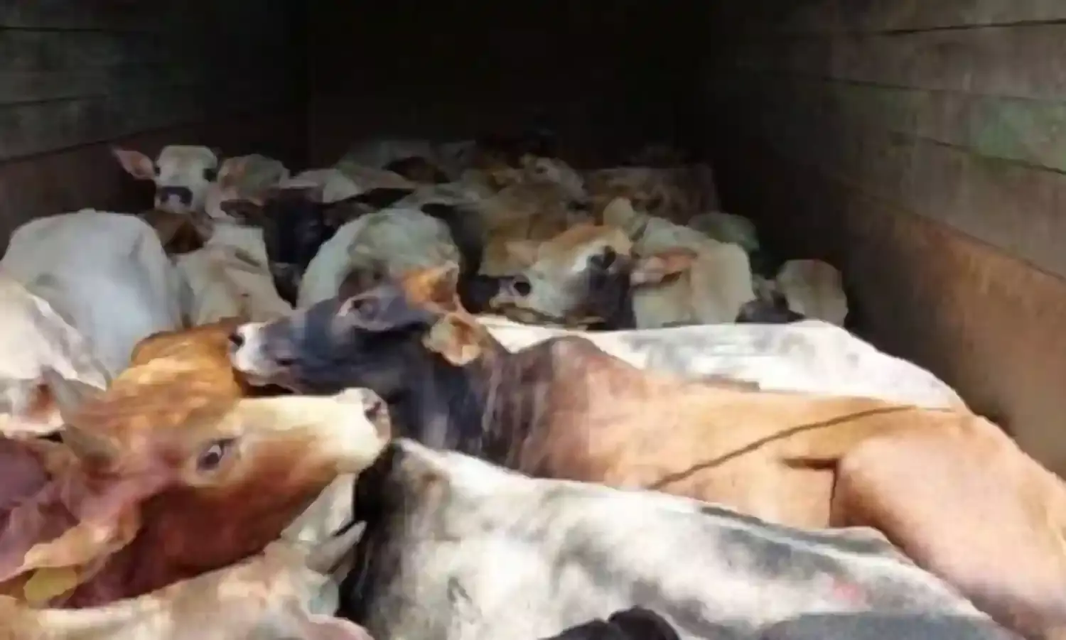 गोसाईगांव में 10 मवेशी बरामद क‍र दो वाहन जब्त किए, एक गिरफ्तार