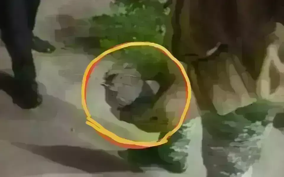 भिंड : राष्ट्रीय स्वयंसेवक संघ कार्यालय में निष्क्रिय मिले हथगोले को बम निरोधक दस्ते ने किया नष्ट भिंड : राष्ट्रीय स्वयंसेवक संघ कार्यालय में निष्क्रिय मिले हथगोले को बम निरोधक दस्ते ने किया नष्ट