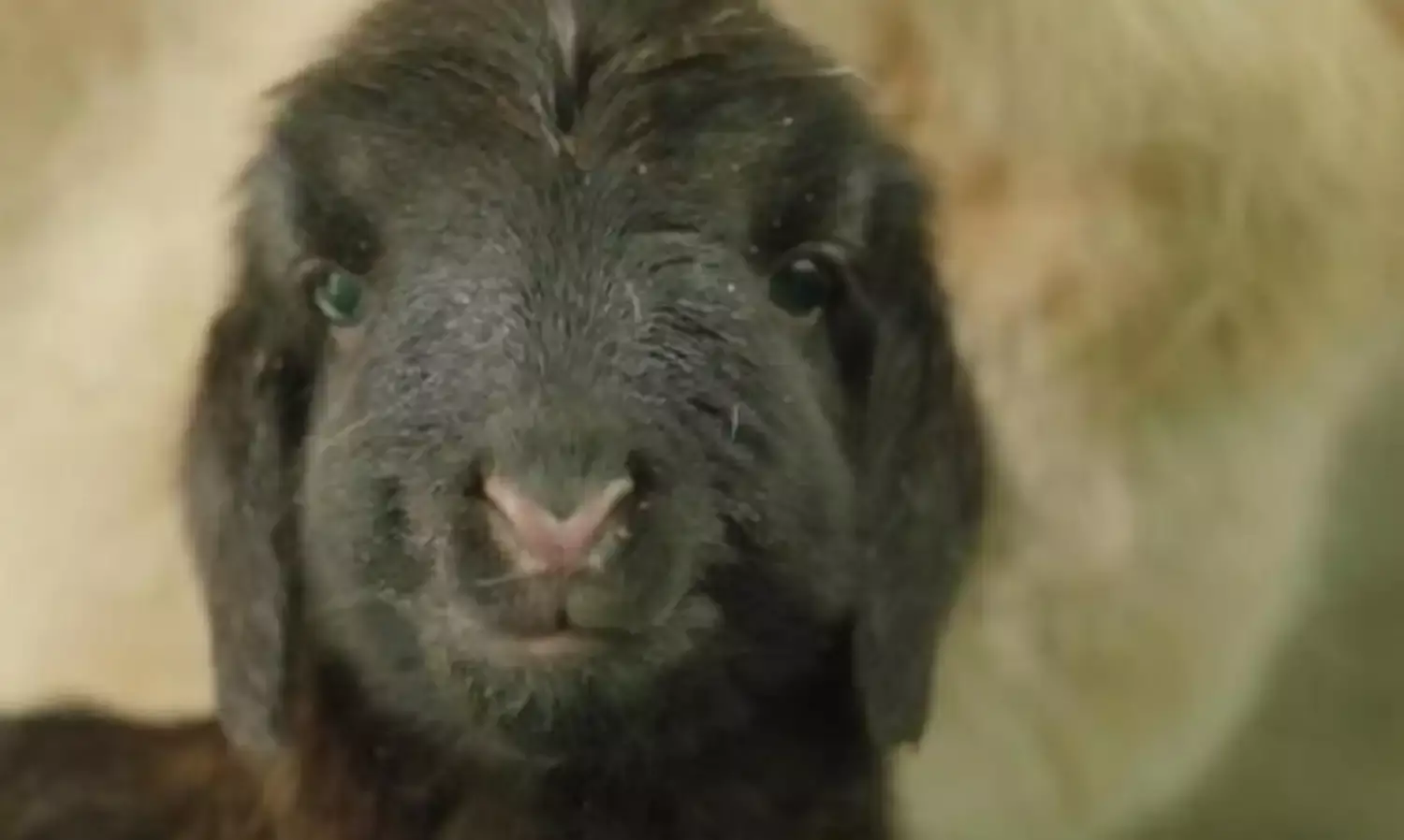 चीन में दुनिया की पहली क्लोन तिब्बती भेड़ का जन्म होने का दावा