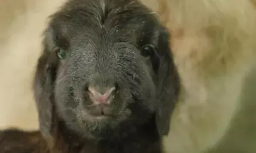 चीन में दुनिया की पहली क्लोन तिब्बती भेड़ का जन्म होने का दावा