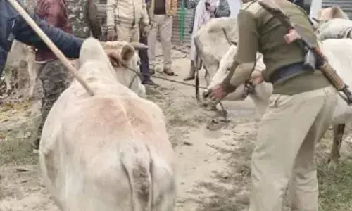 मवेशियों की तस्करी में तीन गिरफ्तार, ट्रक समेत 26 मवेशी जब्त