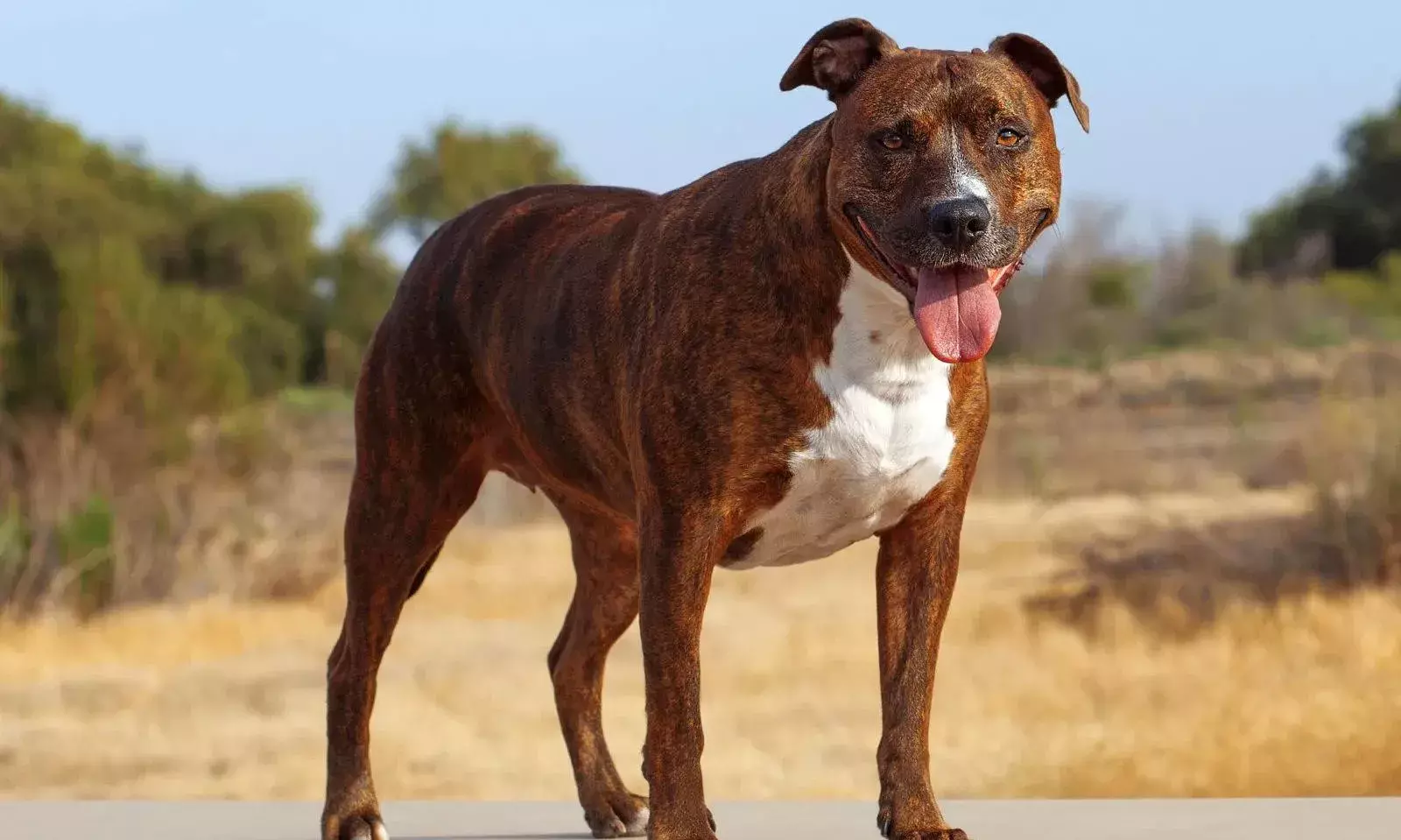 24 विदेशी ब्रीड के डॉग नहीं पाल सकेंगे, सरकार ने लगाया बैन