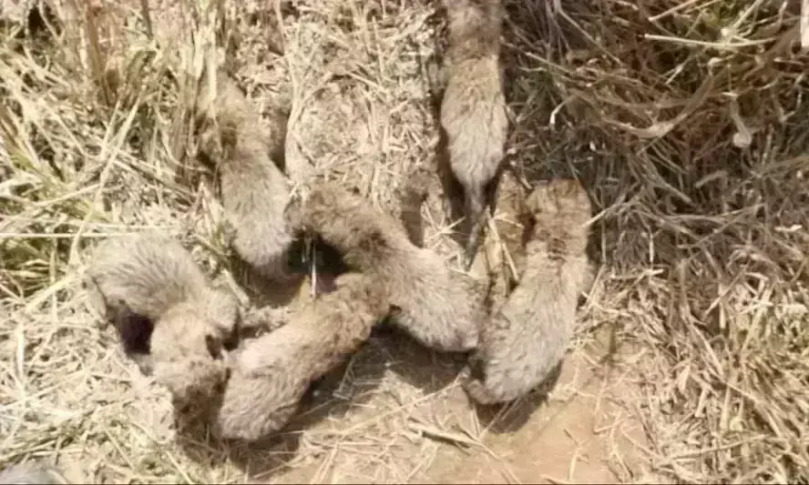 कूनो में बढ़ा चीतों का कुनबा, गामिनी ने छह शावकों को दिया जन्म