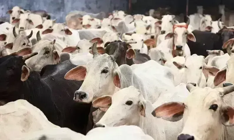 ग्वालियर में 10 से ज्यादा पशु रखने वाली पशु डेयरियां होगी बाहर, निगमायुक्त ने दिए निर्देश ग्वालियर में 10 से ज्यादा पशु रखने वाली पशु डेयरियां होगी बाहर, निगमायुक्त ने दिए निर्देश