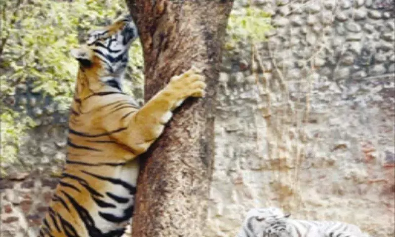 चिड़ियाघर में वनराज के लिए लगाया कूलर, हौद में भी भरा ठंडा पानी