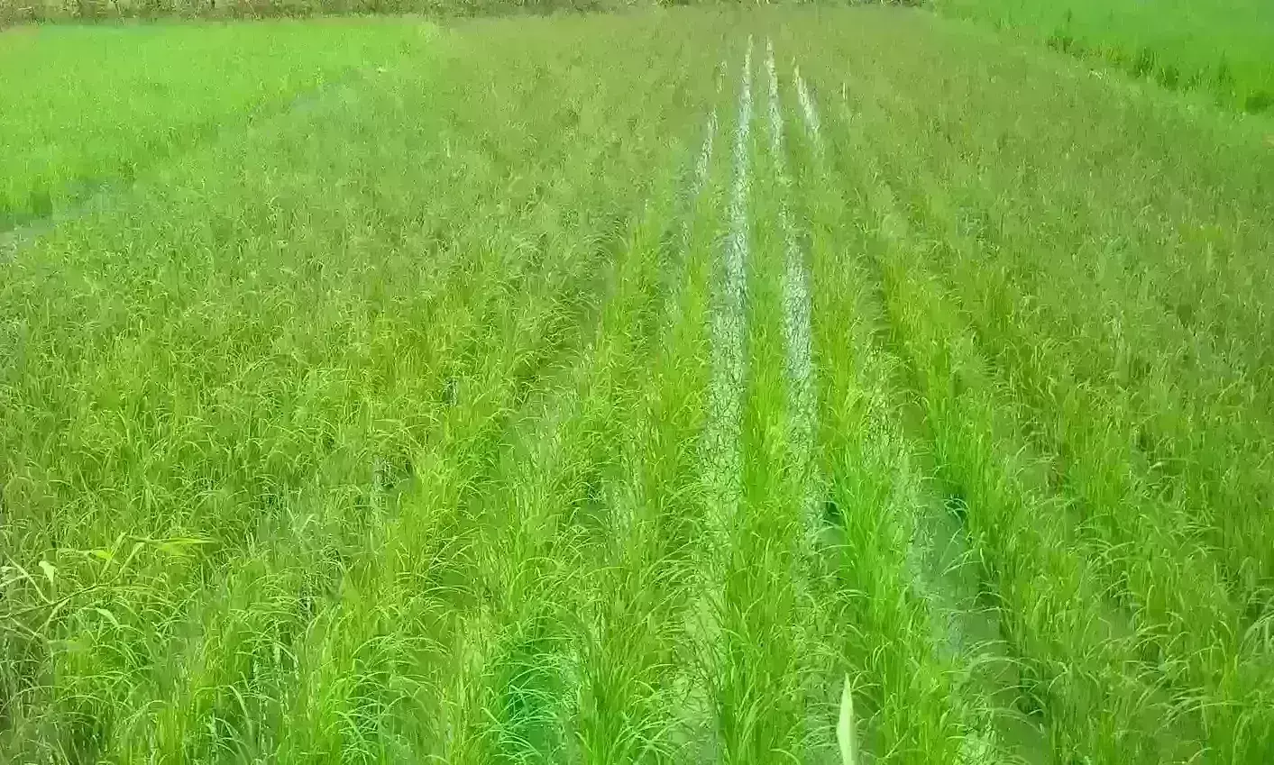 ग्वालियर में हरसी बांध का गिरा जल स्तर, किसानों से अपील - गर्मी में धान की जगह दलहनी फसलें उगाएं