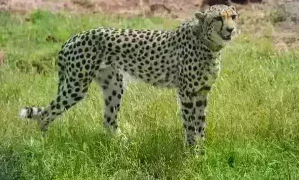 कूनो से निकल मुरैना के गांवों में पहुंचा चीता, ग्रामीणों में दहशत