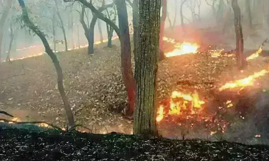 तमिलनाडु के मुदुमलाई टाइगर रिजर्व में भीषण आग, दो हेक्टेयर जंगल नष्ट