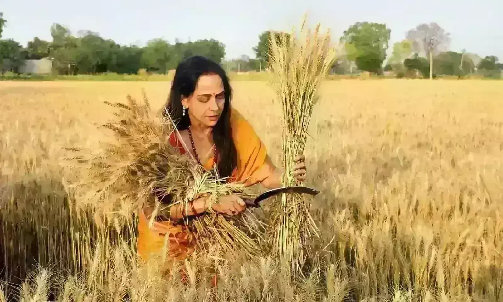 तपती धूप में हाथ में हंसुआ लेकर खेतों में पहुंची हेमा मालिनी, महिला किसानों संग काटा गेहूं
