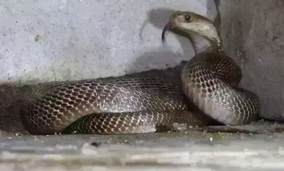 ग्वालियर में 25 लाख के मुर्गे, चूजे, मछली खा गए चिडिय़ाघर के सांप-अजगर ग्वालियर में 25 लाख के मुर्गे, चूजे, मछली खा गए चिडिय़ाघर के सांप-अजगर