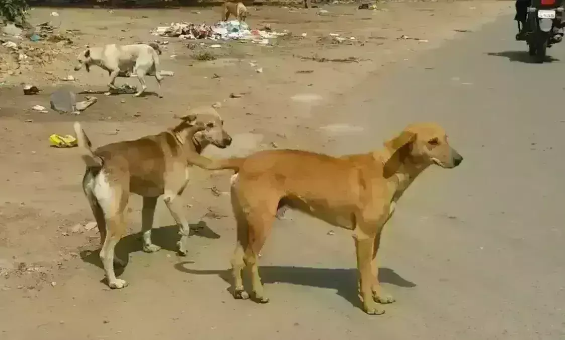 ग्वालियर की सड़कों पर आवारा कुत्तों का उत्पात, अधिकारियों के बड़े-बड़े दावे फेल