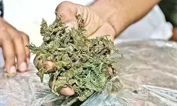 दिल्ली से गांजा लेकर ग्वालियर आया तस्कर दबोचा, पड़ाव पुलिस लगातार कर रही है कार्रवाई दिल्ली से गांजा लेकर ग्वालियर आया तस्कर दबोचा, पड़ाव पुलिस लगातार कर रही है कार्रवाई