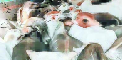 सतना में 80 गौवंश से भरा कंटेनर पुलिस ने पकड़ा, ड्राइवर-क्लीनर भागे