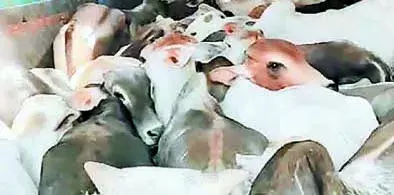 सतना में 80 गौवंश से भरा कंटेनर पुलिस ने पकड़ा, ड्राइवर-क्लीनर भागे