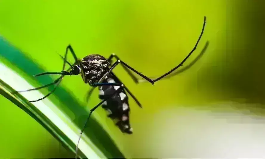 केरल के तीन जिलों में वेस्ट नाइल बुखार को लेकर अलर्ट जारी, स्वास्थ्य विभाग ने जारी किए दिशा-निर्देश