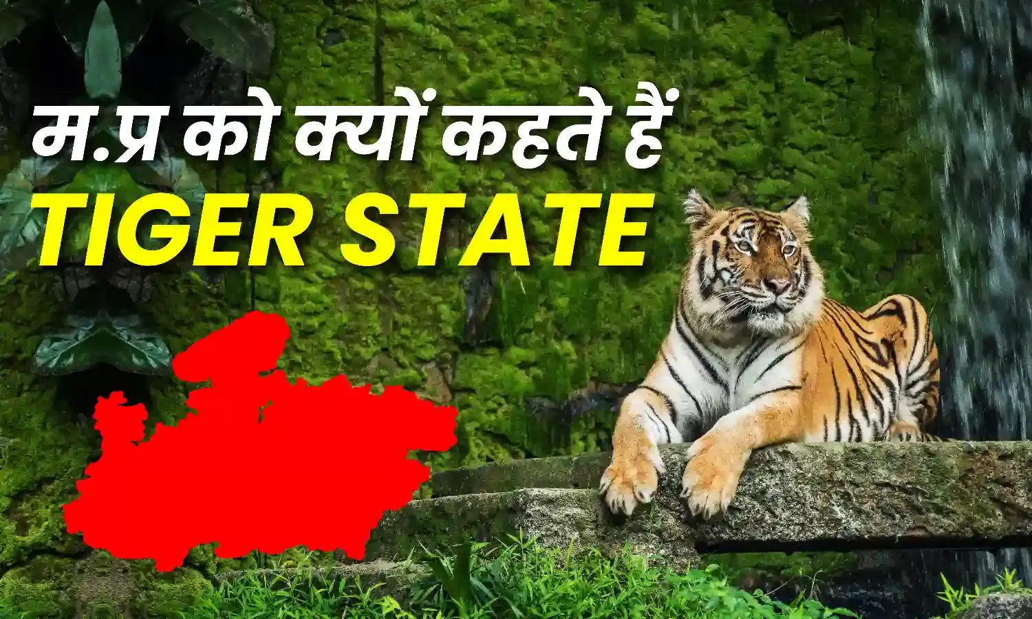 भारत में मध्य प्रदेश कहलाता है बाघों का राज्य, जानें कितनी है यहां टाइगर की संख्या