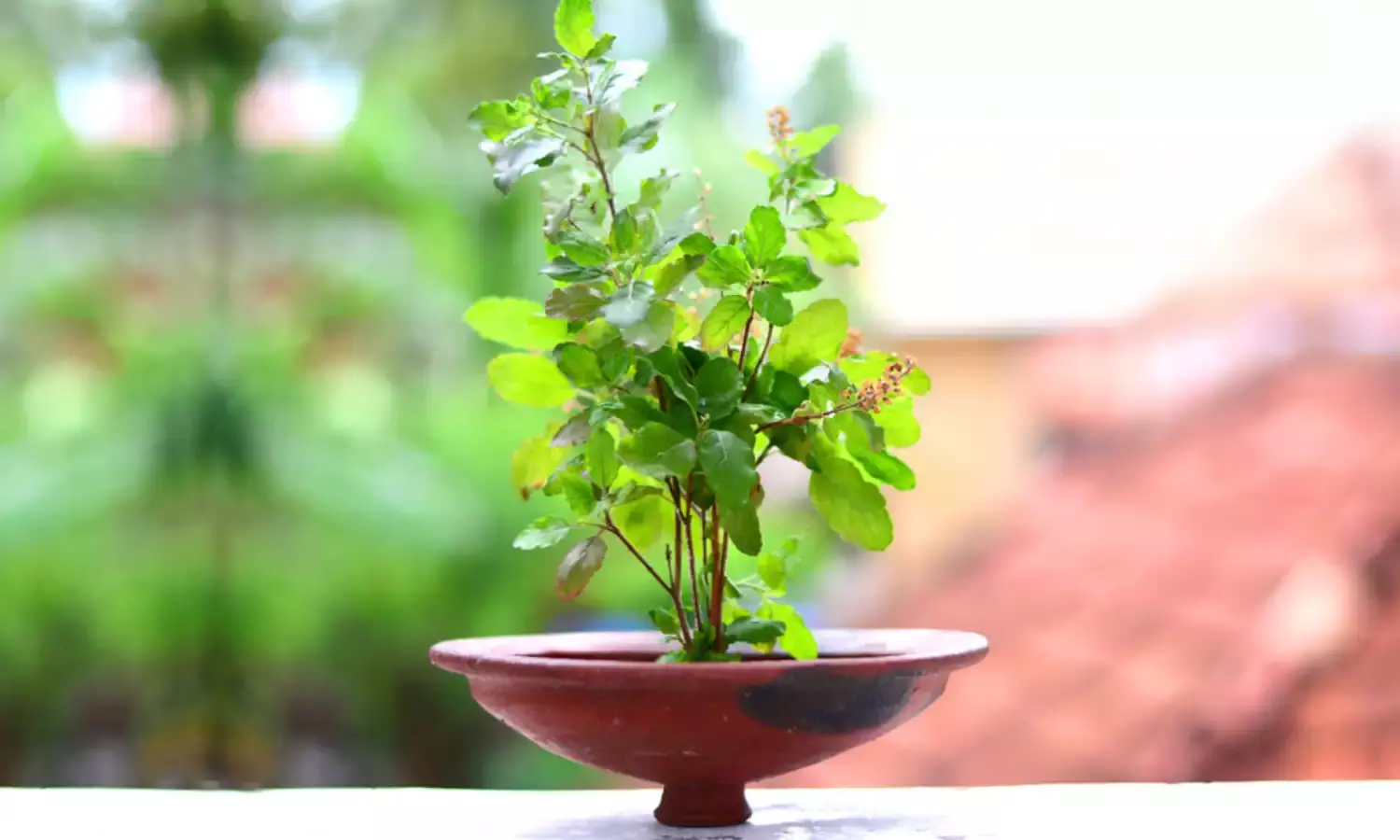 Tulsi Religious Significance: हिन्दू धर्म में तुलसी के पौधे का महत्व एवं फायदे