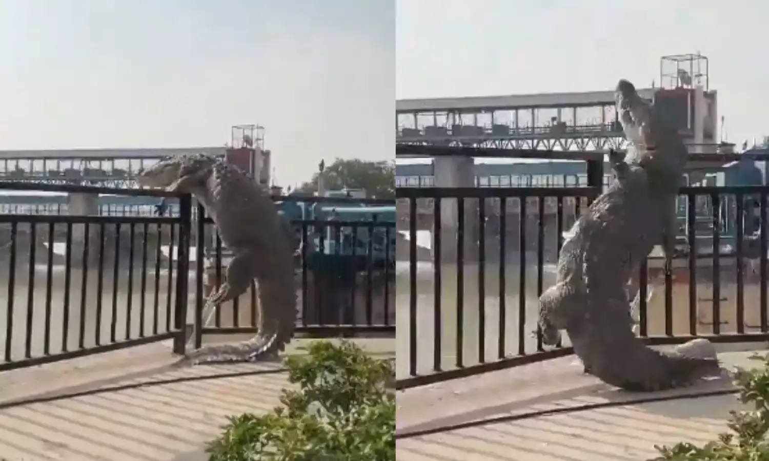 Viral Video : बुलंदशहर में गर्मी से जानवर भी घबराए, मगरमच्छ का वीडियो वायरल