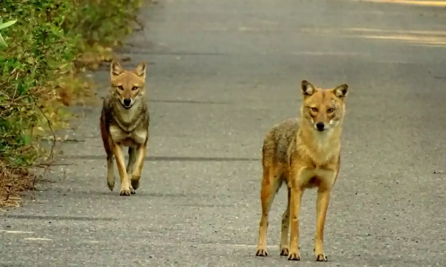 Jabalpur News: जबलपुर के आदिवासी इलाके में सियार ने बच्चों पर किया हमला, आत्मरक्षा में ग्रामीणों ने सियार को उतारा मौत के घाट