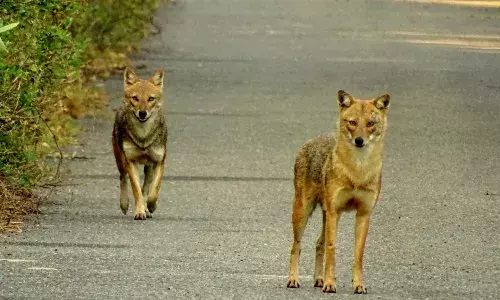 Jabalpur News: जबलपुर के आदिवासी इलाके में सियार ने बच्चों पर किया हमला, आत्मरक्षा में ग्रामीणों ने सियार को उतारा मौत के घाट