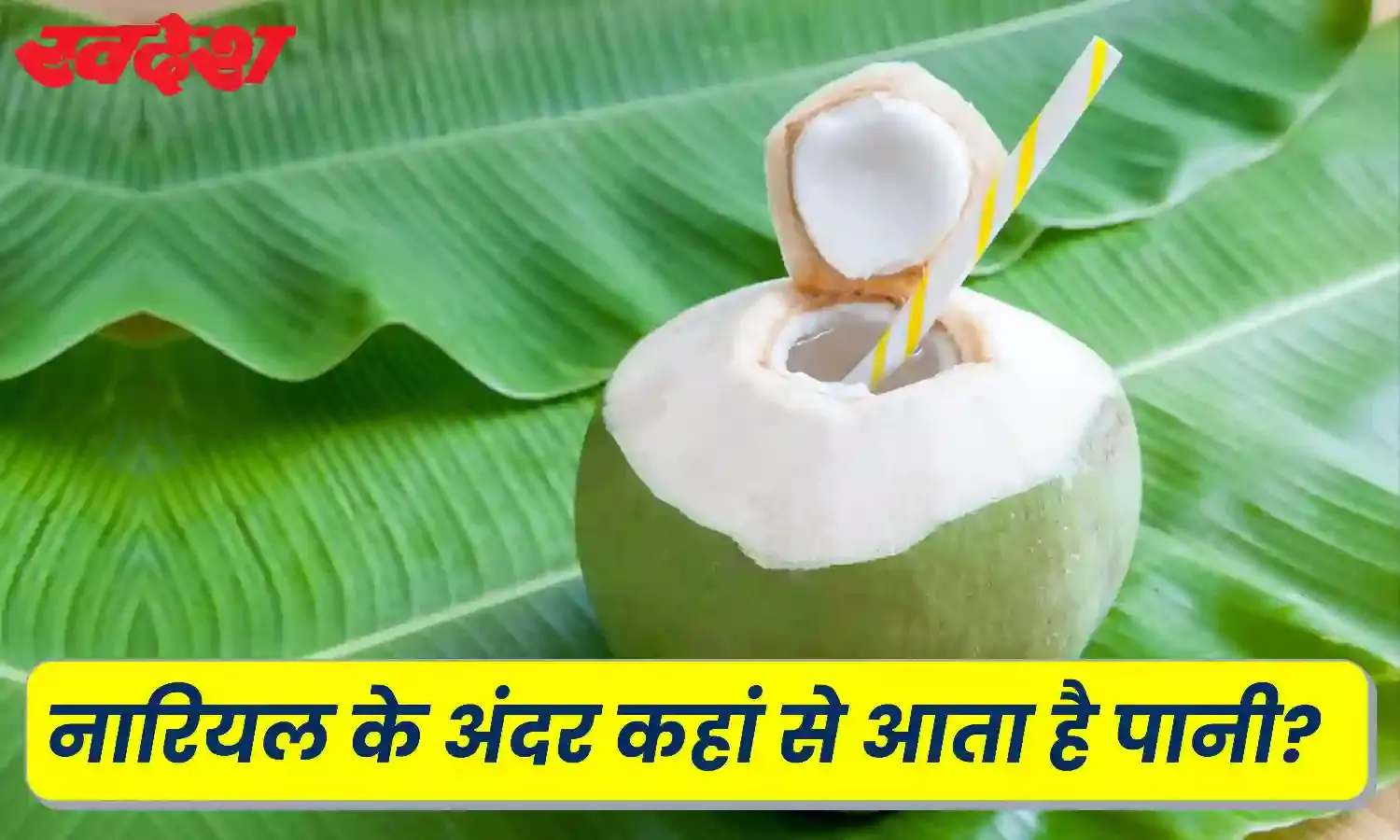 आखिर नारियल के अंदर कहां से आता है पानी, जानिए क्या इस सवाल का जवाब