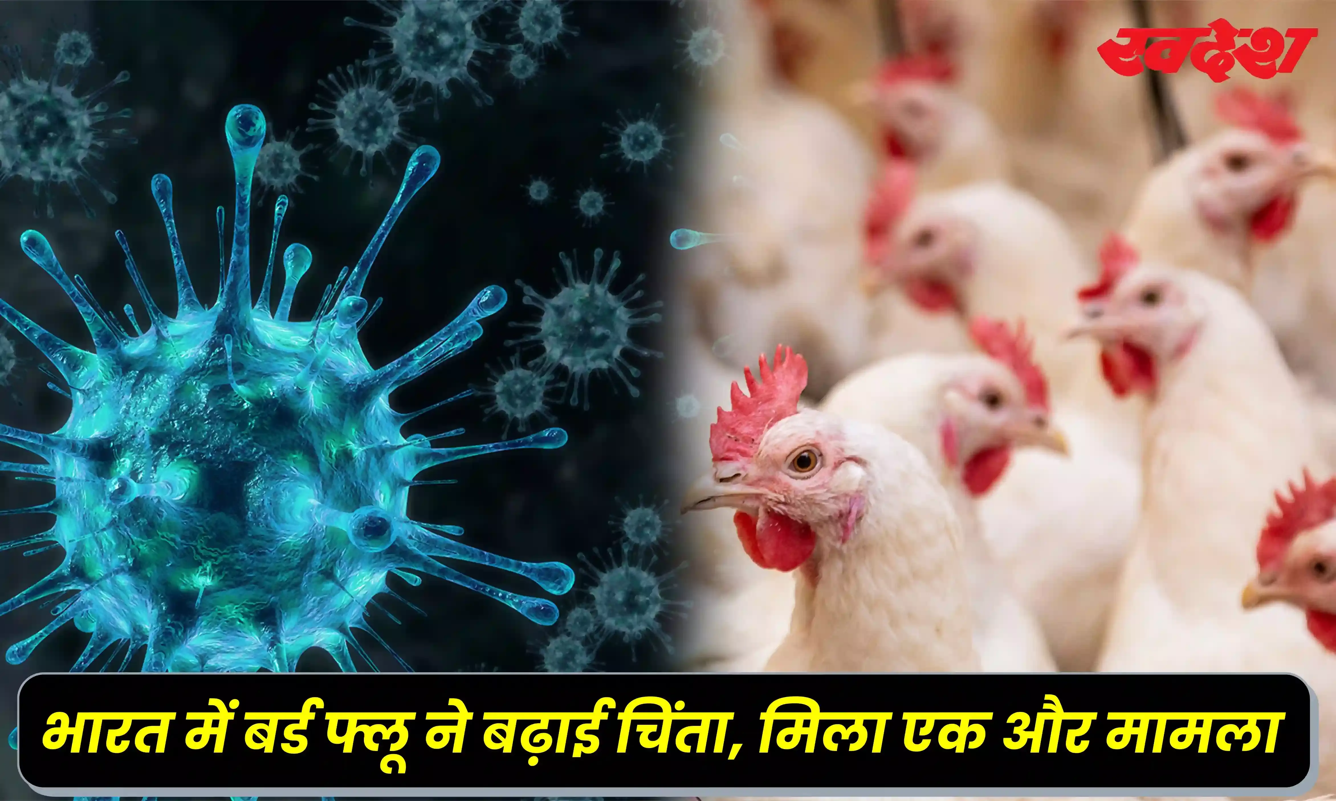 H9N2 bird Flu: भारत में बर्ड फ्लू ने बढ़ाई चिंता, मिला एक और मामला, जानिए वायरस से कैसे बचें