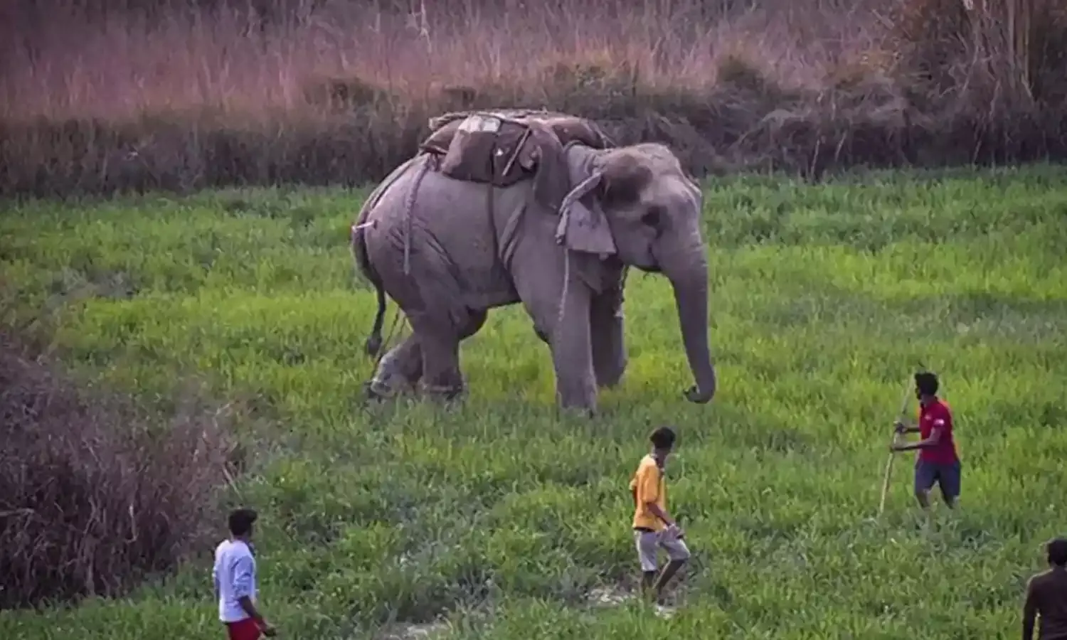 Bijnor Viral Video: हांथी के सामने युवक को रील बनाना पड़ा महंगा, बौखलाए हांथी ने कुचलकर मार डाला, देखें वीडियो