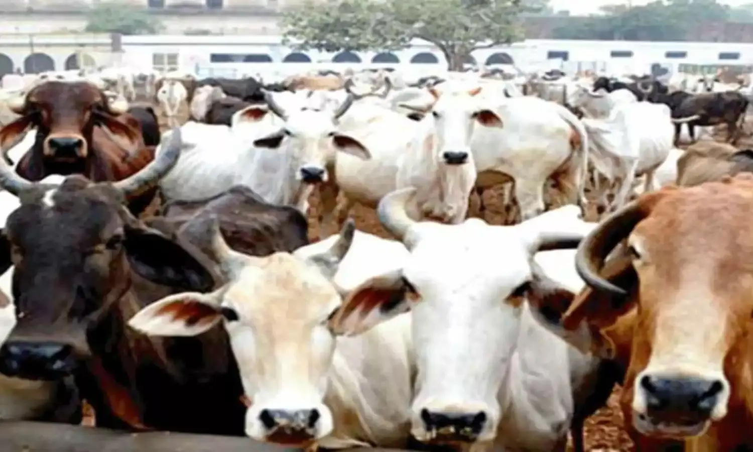 Ratlam News: मंदिर में गोवंश का कटा सिर रखने वालों पर पुलिस का एक्शन, घर पर चला बुलडोजर, लोगों ने की आरोपियों की जुलूस निकालने की मांग, देखें वीडियो