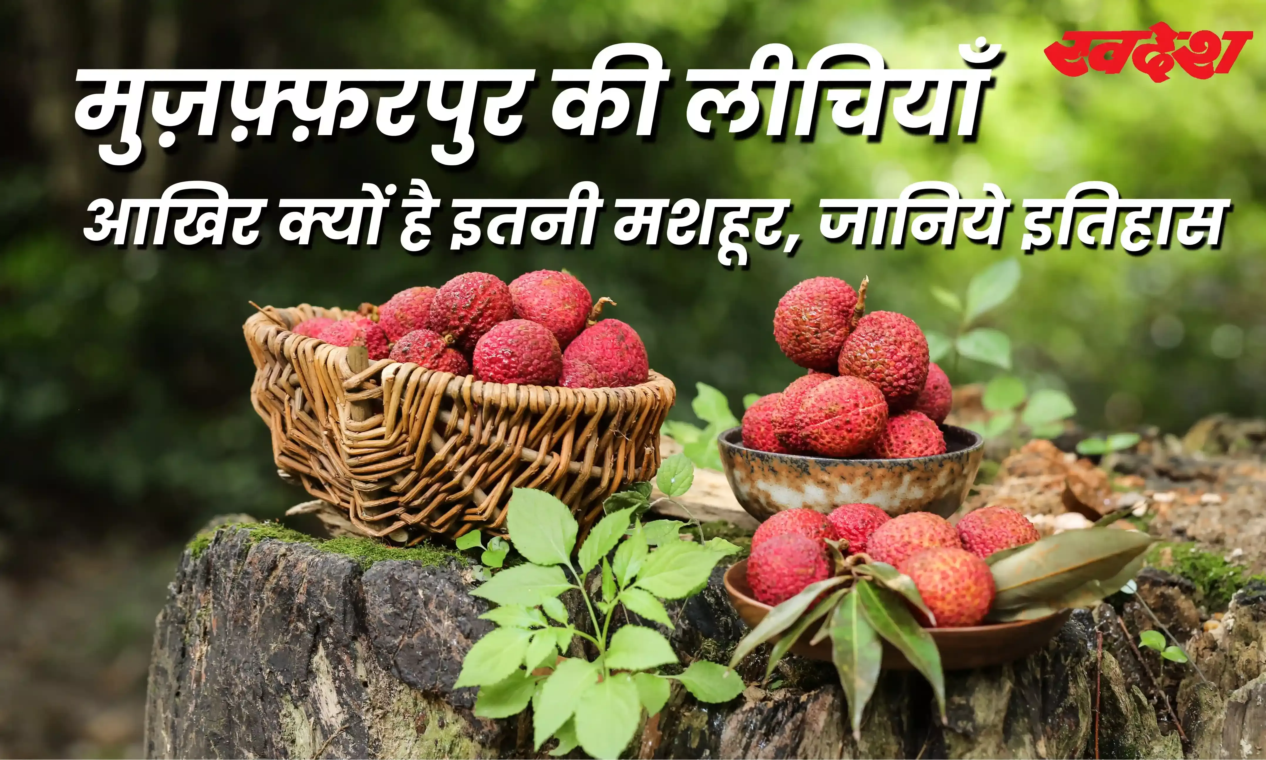 2000 साल पुराना है लीची का इतिहास, बिहार के इस शहर से है मशहूर, जानिए इसके बारे में 2000 साल पुराना है लीची का इतिहास, बिहार के इस शहर से है मशहूर, जानिए इसके बारे में