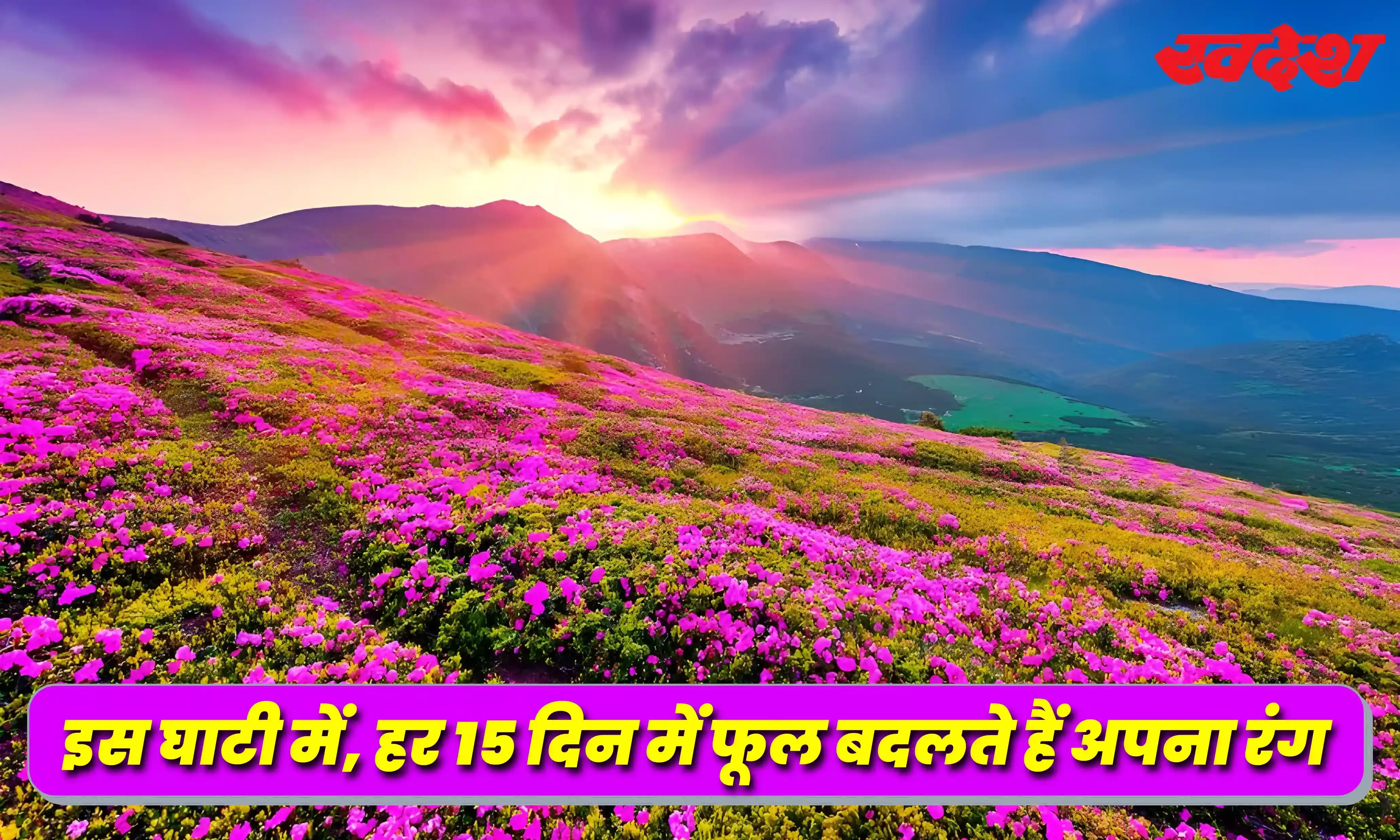 क्या आपने देखी फूलों की खूबसूरत घाटी, उत्तराखंड की इस जगह में है मशहूर, जानिए