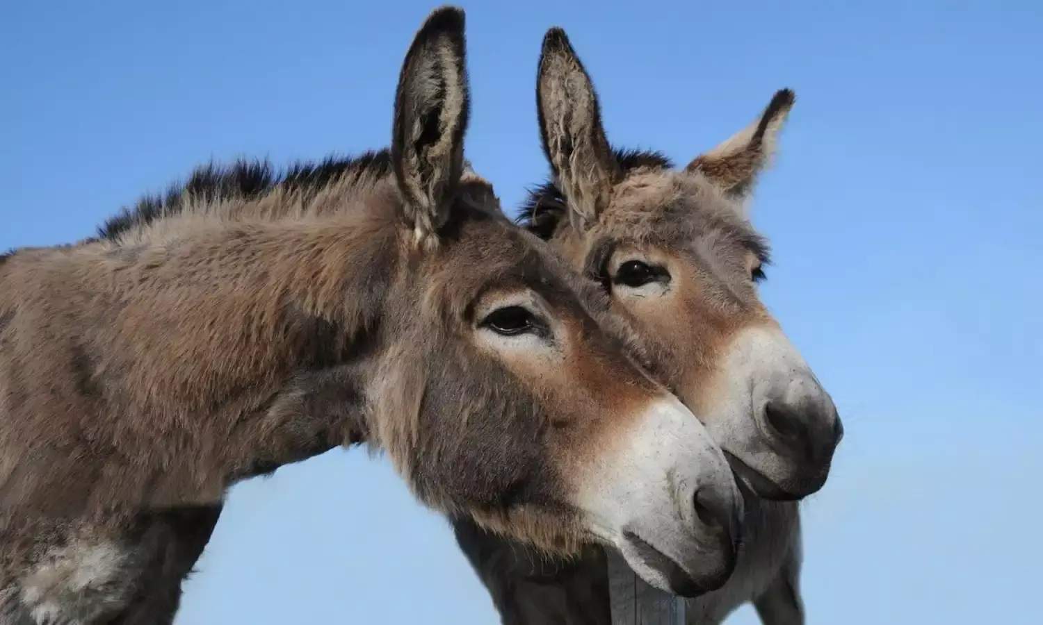 क्‍या गधों पर टिकी है पाकिस्‍तानी अर्थव्‍यवस्‍था? जानिए क्‍या कहती है रिपोर्ट…