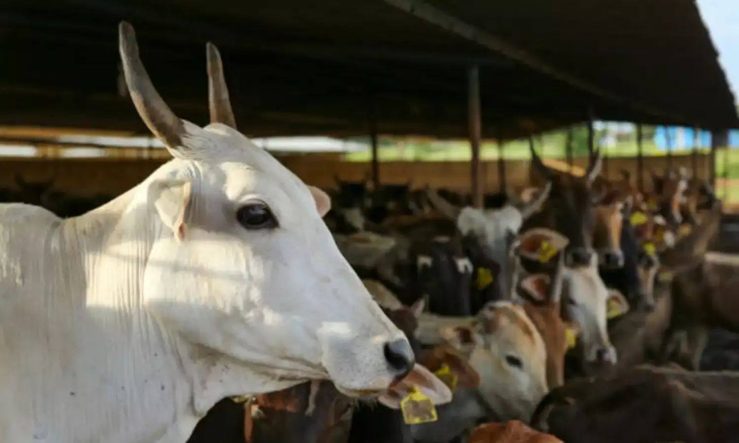 सिवनी: गला रेत कर की गई 50 गायों की हत्‍या, घटना को अंजाम देने वाला कौन, जानिए पूरा मामला...