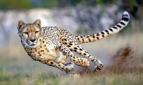 Kuno National Park: पिछली बार की घटनाओं से कूनो नेशनल पार्क ने लिया सबक, सभी 13 वयस्क चीतों को दी जाएगी एंटी मैगॉट दवा,जानिए कूनों ने क्यों उठाया ऐसा कदम