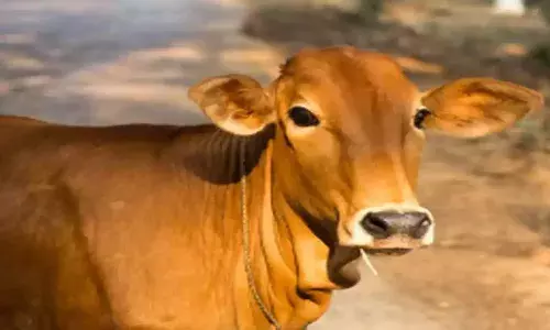 Jabalpur News: हेे भगवान ये देश में क्या हो रहा है! जबलपुर में बछड़े का कटा मिला सिर पूरे इलाके में मची सनसनी