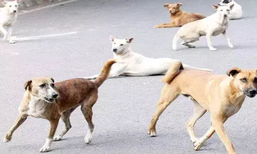 Khargone News: आवारा कुत्तों का आतंक लगातार जारी, घर के बाहर खेल रही दो साल की बच्ची को बनाया निशाना, मौके पर हुई मौत