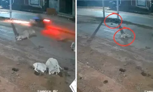 MPs Sagar Accident News: इंसान तो इंसान गायों को भी ले डूबा रफ्तार का कहर, एक साथ दो मौतें, जानिए पूरा मामला