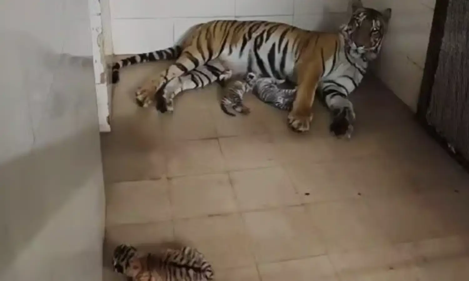 Gwalior Zoo: ग्वालियर चिड़ियाघर में बाघिन ने तीन शावकों को दिया जन्म, जानिए कैसा है शावकों का हाल