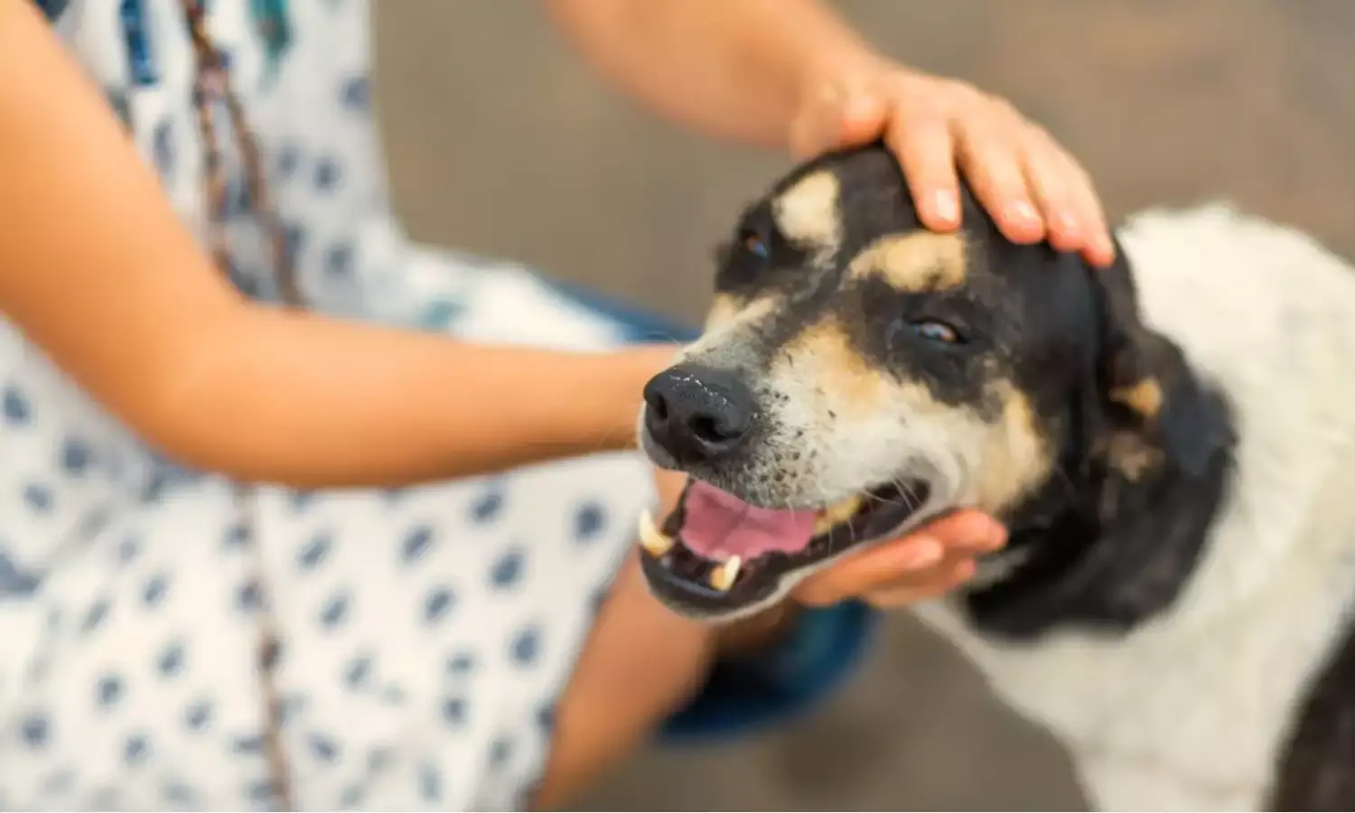 Bharatiya Nyaya Sanhita: सावधान! अगर आपने किसी भी पशु को मारा तो हो जाएगी ये सजा, जानिए क्या कहता है कानून Bharatiya Nyaya Sanhita: सावधान! अगर आपने किसी भी पशु को मारा तो हो जाएगी ये सजा, जानिए क्या कहता है कानून