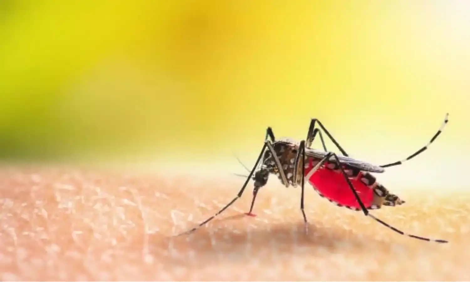 सावधान! Mp में फिर बढ़ा डेंगू का आतंक, मिले 100 से अधिक मरीज, इससे बचने के लिए रखें इन बातों का ध्यान