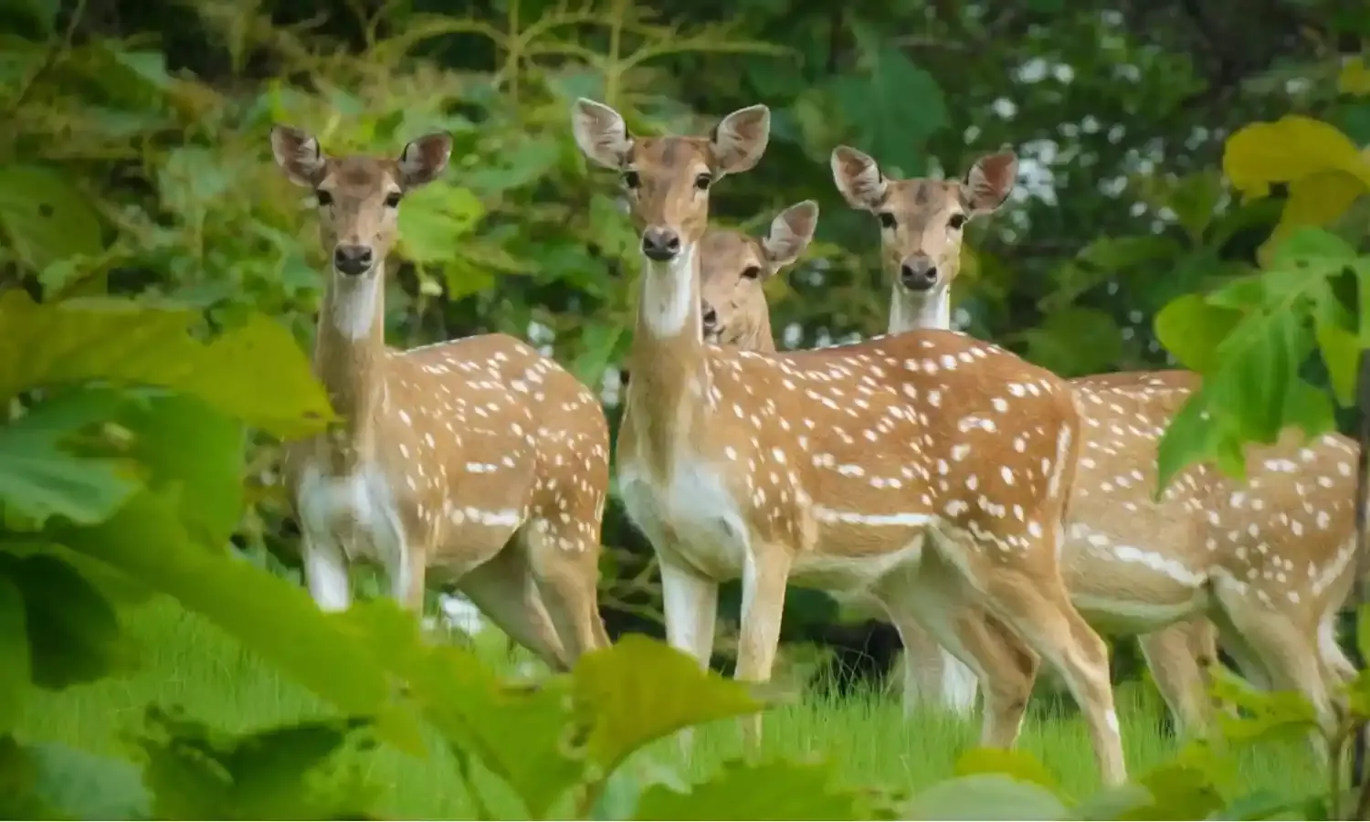 Pench Tiger Reserve: 60 चीतलों की पेंच टाइगर रिजर्व के बफर इलाके में शिफ्टिंग, बाघों की बनेंगे खुराक