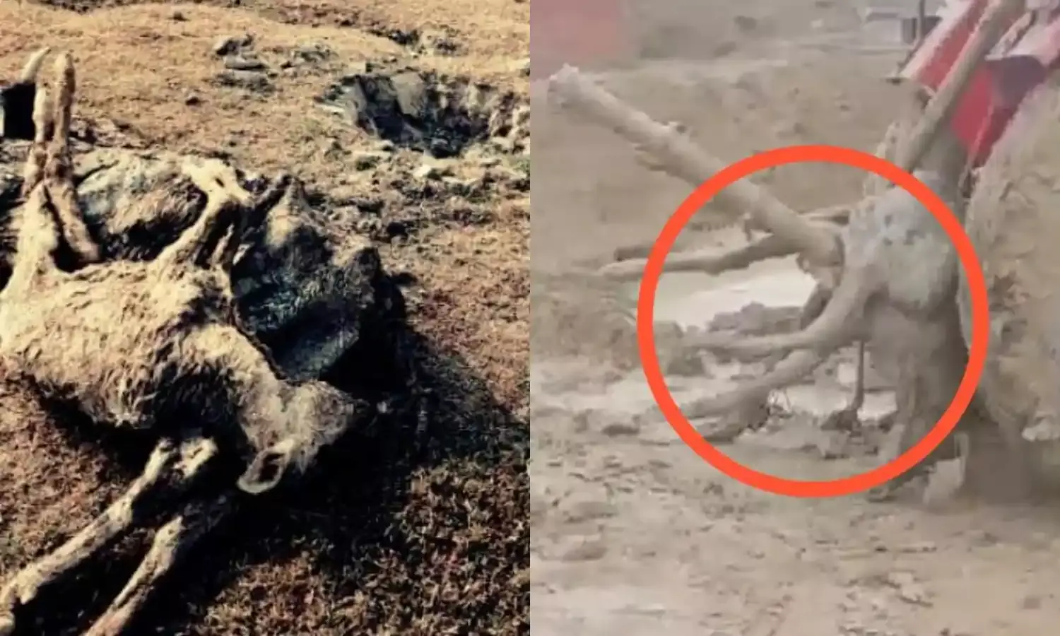 Hardoi News: कृष्‍ण भक्‍त रसखान की धरती हरदोई में गाय के हाल बेहाल, घोटालों के बीच घुटते मरते मवेशियों का जवाबदार कौन?